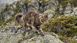 zjistěte, jak se kočky orientují během svých toulavých výprav a jak dokážou po třech dnech najít cestu zpět domů.